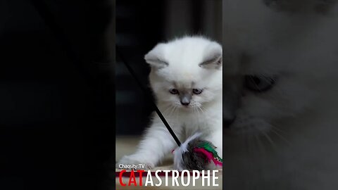 #CATASTROPHE - Playful Kitten