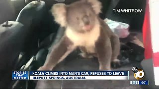 Koala in car