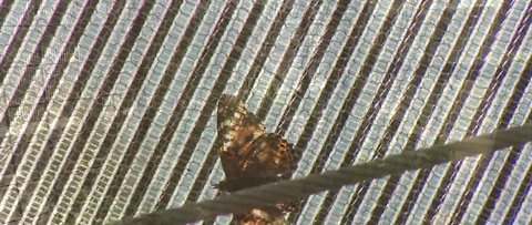 Springs Preserve butterfly exhibit takes flight March 9