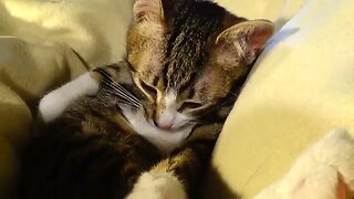 Cute Clean Kitten Washes His Belly