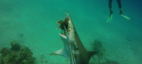 Hungry Shark take lionfish from divers spear.