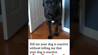 Tell Me Your Dog Is Reactive #shorts #funnydogs #viral