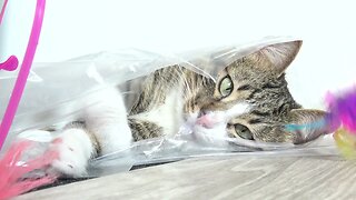 Funny Cat Plays from a Plastic Bag