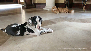 Laid back cat is amused by Great Dane puppy