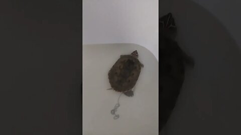 My Pet Turtle s**t in my bathtub!!! #pets