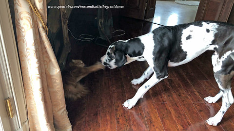Funny Cat Swats Great Dane in Slow Motion ~ Great Sound Effects