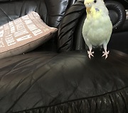 Parrot rocks out to MC Hammer tunes