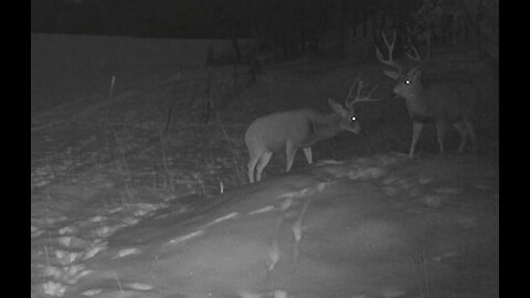 Big Bucks on Trail Cam, Utah County