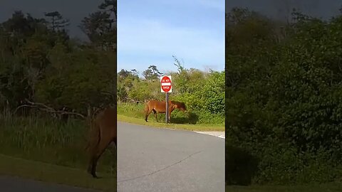 Funny animals at Assateague national seashore