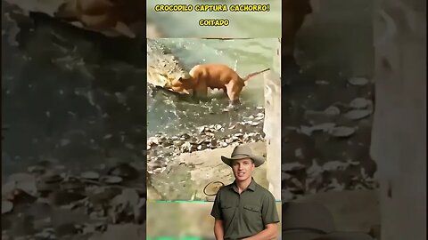 Crocodilo captura cachorro próximo ao rio!