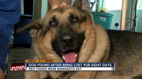 Dog lost for 8-days found starving, dehydrated on island near Manasota Key