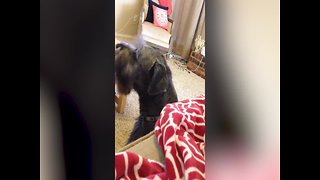 Owner and Dog Love Howling Together