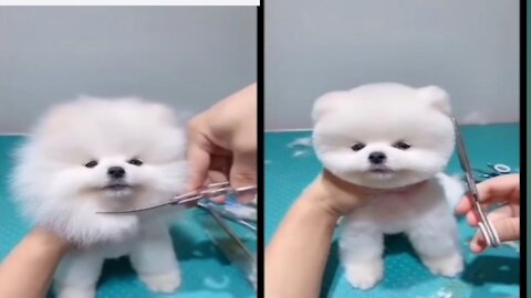 Funny Cuit pet hair cutting