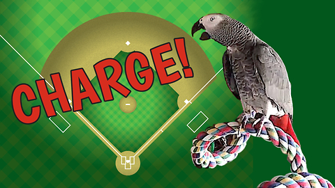 Parrot whistles the familiar ballpark charge tune