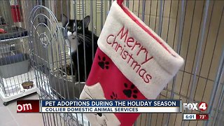 Adoptions, donations brighten holiday season for animal shelter