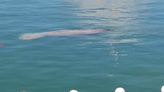 Manatee