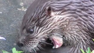 Adorable otter looks like a maniac when eating