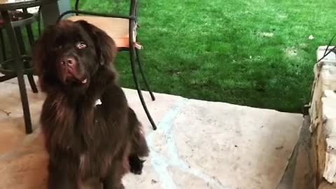 Giant dog doesn't realize how huge he really is!