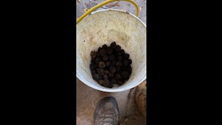 Walnut season lots to do