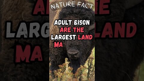 🦬Discover Fascinating Nature Facts👀 #shorts #shortsfact #naturefacts #bison #mammal #northamerica
