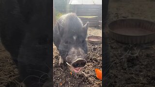 Memphis the potbelly pig loves carrots 🥕