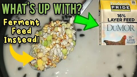 Producer's Pride and Dumor Chicken Feed Bad? (ferment instead!) - Ann's Tiny Life and Homestead