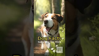 Dog Facts - I Bet You Don't Know 🐶😜😉 #dogs #doglovers #dogfacts #dogsofinstagram #dogshorts #shorts