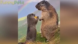 best funniest animal videos 2023 😂 funny cats and dogs 😹🐶