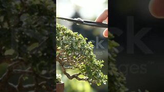 Inspiration for caring for bonsai with a pruning system