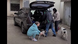 Mama Dog Reunited with her Stolen Puppies.. Beautiful moment