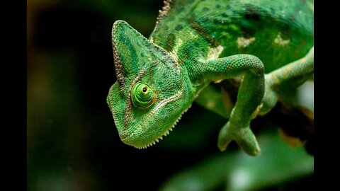 Green vailed chameleon seen from one side .