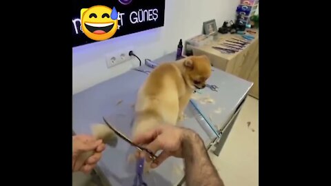 You will laugh at all the DOGS 🤣 Funny DOG videos 😂🐶 it's worth watching this top video