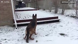 Pastor Alemão brinca e se diverte na neve