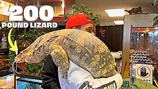 IGUANAS, BEARDED DRAGON, TEGU, SNAKES & A 200 POUND MONITOR LIZARD "KRONOS"! 🤯🦎