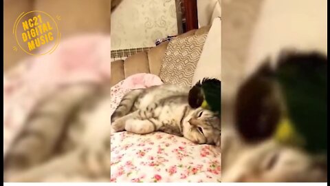 Funny Animals, Babies, Dogs, Cats, Puppies, Parrot Cuddling Cat