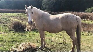 Feeding the horses hay through winter