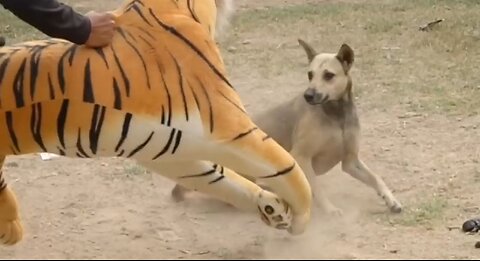 Troll Prank Dog Funny & Fake Lion And Fake Tiger Prank To Dog & Huge Box Prank To Dog