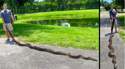 Nearly 18-foot Burmese python captured in Florida