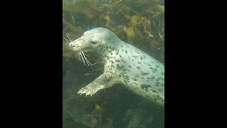 A playful seal at Lundy Island #seal #animals #wildlife #subscribe #viral #shorts #new