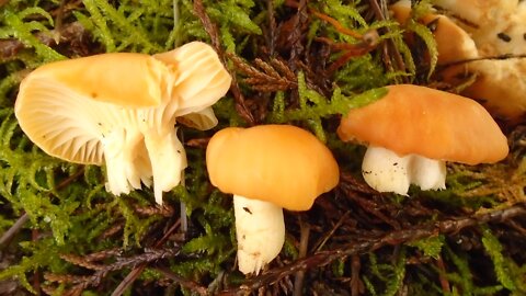 Foraging mushrooms: Meadow Waxcaps (Hygrocybe pratensis)