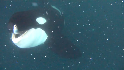 Diver Comes Close To A Killer Whale While It Hunts For Fish