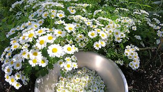 Collecting and Drying Useful Flowers from the Garden