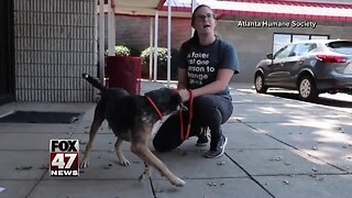 Shelter dogs in Dorian's path relocated to Capital Area Humane Society