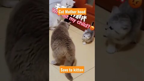 cat mother||funny cat videos||funny animals||american shorthair||#cats#Gigox#Animals#pug