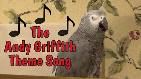 Parrot Whistles Vintage Song From The 'Andy Griffith Show'