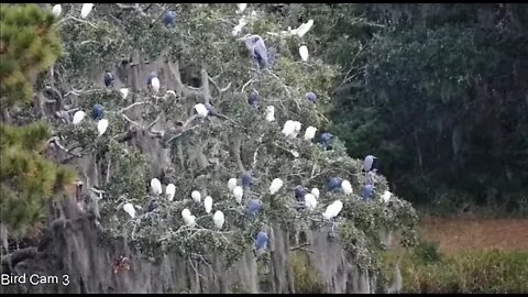 Egrets, Great Blue Heron, & Little Blue Herons 🦩 11/23/22 07:49