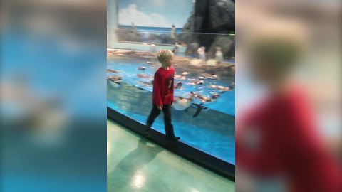 Funny Penguins Follow A Young Boy As He Walks Back And Forth In Front Of Their Tank