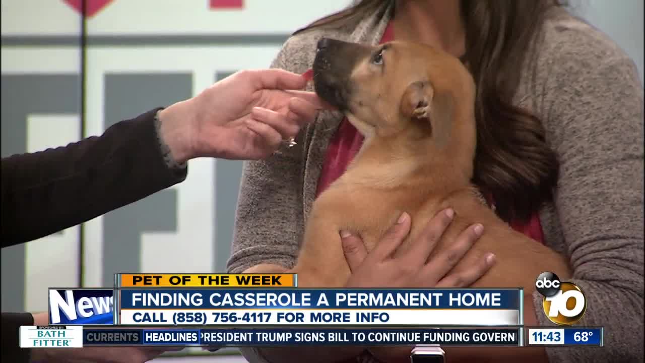 Pet of the Week: Casserole