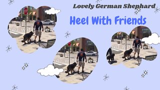 Lovely German Shepherd Heel With Friends