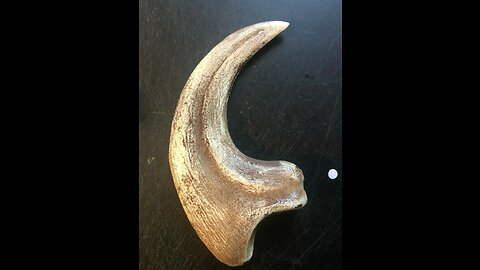 Utahraptor Claw Fossil Replica 9 Inches Long Beige